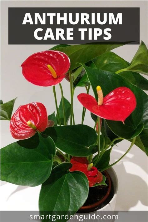 Anthurium Care Tips Grow This Stunning Houseplant At Home