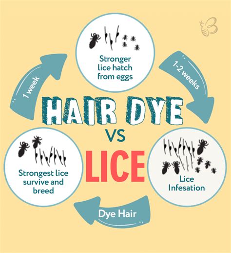 hair dye kill lice nits  eggs detailed guide beezzly