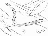 Worm Lombriz Colorare Vermi Ausmalbilder Terre Kolorowanki Worms Wurm Verme Lombrices Disegno Ausmalbild Wiggle Ausdrucken Supercoloring Robak Insekten Kolorowanka Druku sketch template