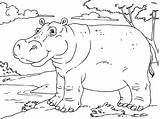 Hippo Coloring Hippopotamus Pages Printable Kids sketch template