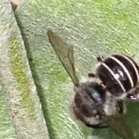 black  white striped bee project noah