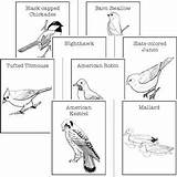 Birds Audubon American sketch template
