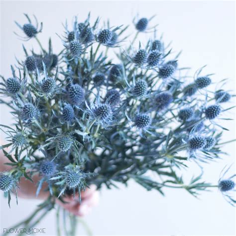 blue thistle flowers bulk fresh wedding flowers flower moxie