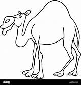 Camel Cartoon Vector Dromedary Alamy Coloring Book Vectorstock Royalty sketch template