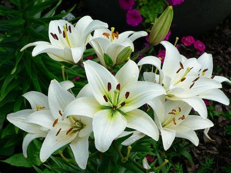 lily flower  plant cultivation method lily