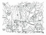 Rainforest Animals Coloring Pages Jungle Drawing Habitat Forest Tropical Kids Trees Plants Safari Leaves Drawings Animal Baby Scene Getdrawings Color sketch template