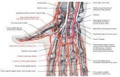 anatomy cvs  artery  flashcards cramcom
