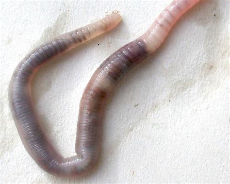 worm wallpaper  animals town