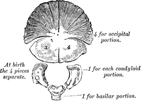 development of occipital bone clipart etc