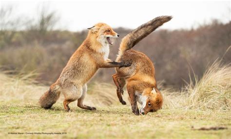 20 Funniest Finalists Of Comedy Wildlife Photography Awards 2019