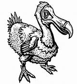 Dodo Coloring Bird Pages Wildlife Netart sketch template