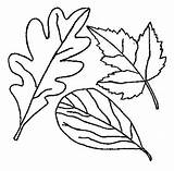 Coloring Leaves Leaf Fall Drawing Pages Printable Autumn Tree Maple Without Thanksgiving Color Falling Holly Print Dogwood Berries Getdrawings Getcolorings sketch template