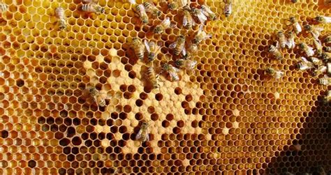 dark honeycomb beekeeping insider