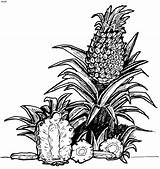 Pineapple Coloring Pages Kids sketch template