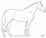 Coloring Paint Pages Horse American Supercoloring Drawing Printable sketch template