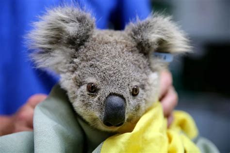9 things you didn t know about koalas