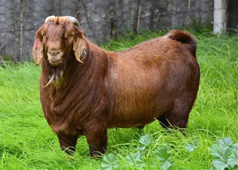 goat breeds  meat pethelpful