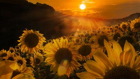 beautiful yellow sunflowers plants field in yellow black clouds sky