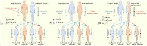 Can A Recessive Trait Be On The Y Chromosome Inheritance Of Single