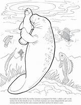 Manatee Coloring Pages Printable Getcolorings sketch template
