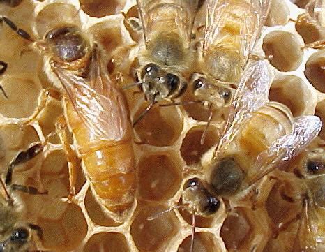 queen bee apiaries  life  bee