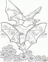Coloring Bats Pages Bat Nectar Printable Gathering Kids Two Gif Flying Cave Book Color Colouring Halloween Sheets Print Pixels Supercoloring sketch template