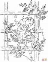 Coloring Trepadeira Showers Blumen sketch template