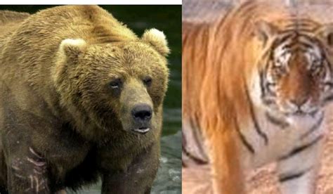 Picture Comparison Male Siberian Tiger And Male Grizzly