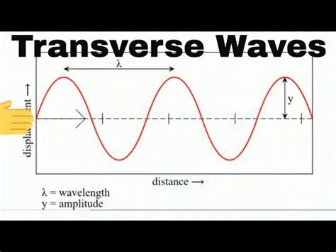 anatomy   transverse wave moomoomath  science