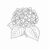 Hydrangea Hydrangeas Mandala Vendido sketch template