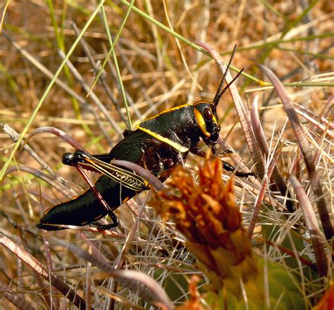 arizona grasshopper macro fourth   series   ca flickr