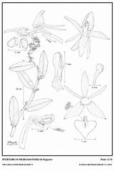 Subgroup Epidendrum Hágsater Group 2010 sketch template