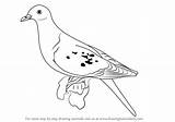 Pigeon Drawing Passenger Draw Pigeons Step Birds Getdrawings Tutorials sketch template