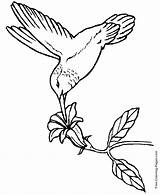 Coloring Pages Birds Bird Printable Hummingbird sketch template