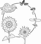Cycle Sunflower Life Flower Pollen Illustrations Seed Clip Stock Vector sketch template