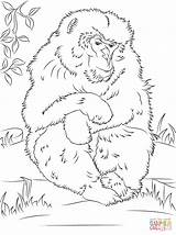 Macaque sketch template