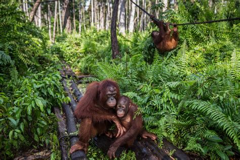 Nurturing Orangutans Left Orphaned And Homeless By Blazes A ﻿center