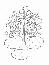 Aardappelplant Cartofului Leukekleurplaten Colorat Jedzenie Plansededesenat Ro Kolorowanki Tipareste Napoje sketch template