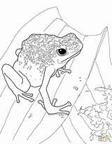 Frog Poison Dart Coloring Coqui Drawing Pages Blue Drawings Dot Getdrawings Paintingvalley sketch template