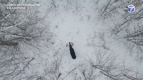moose shed  antlers drone captures rare moment  canadian forest video abc