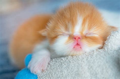 cutest   kittens sleeping readers digest