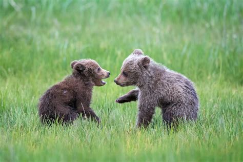 grizzly bear cubs talking fine art photo print   joseph  filer