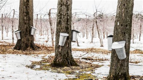 ns maple syrup producers  government aid  winter damage