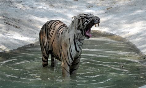 rahul singh on twitter a white tiger quenching it s