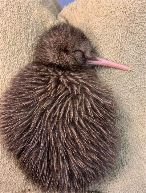 katie  twitter kiwi animal baby kiwi kiwi bird