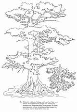 Dover Wurzeln Baum Doverpublications sketch template