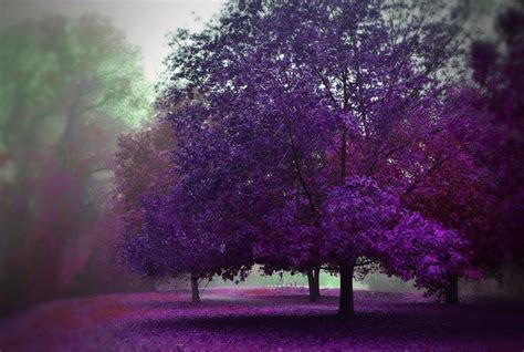 purple trees photograph  marilyn maccrakin