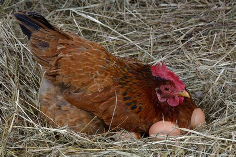 How To Get Your Chickens To Lay Eggs Know Your Chickens