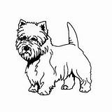 Coloring Pages Westie Dog Terrier Kids Colouring Highland Getdrawings West sketch template