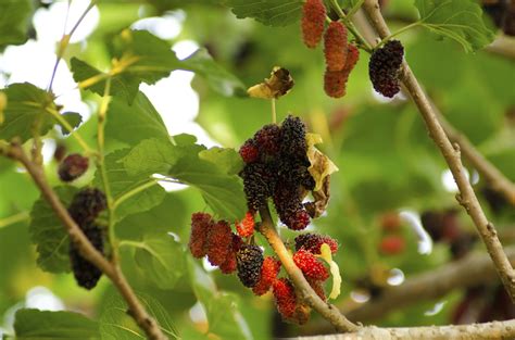 identify  mulberry tree leaf hunker mulberry tree mulberry